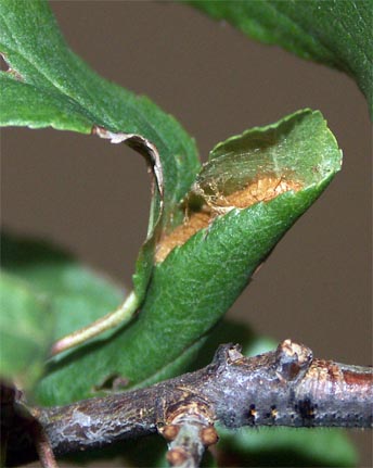 La chrysalide