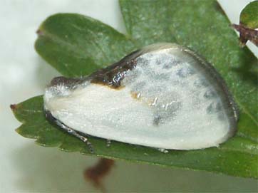 La chrysalide