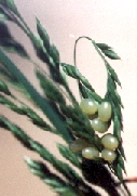 Oeufs